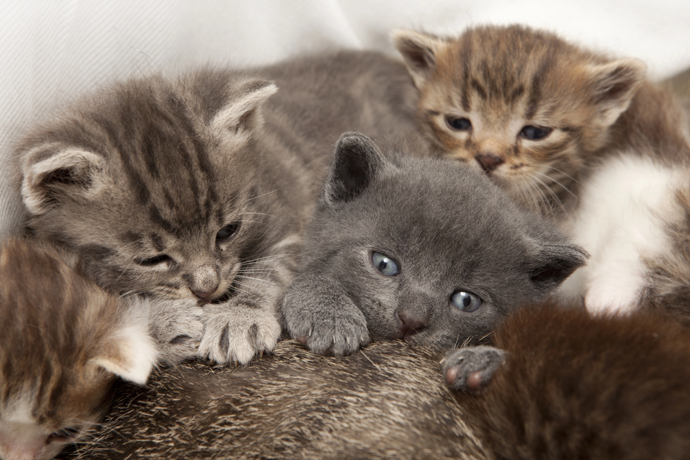 Katzenbabys zu verschenken: Worauf Sie achten sollten